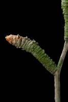 Bourgeon dormant de Gingko